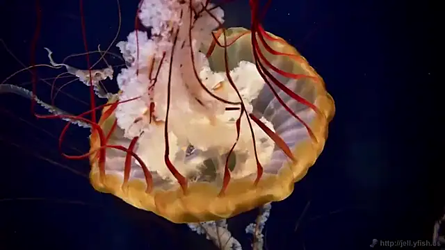 streamy test15 online show from February 2026 01:39:02 PM