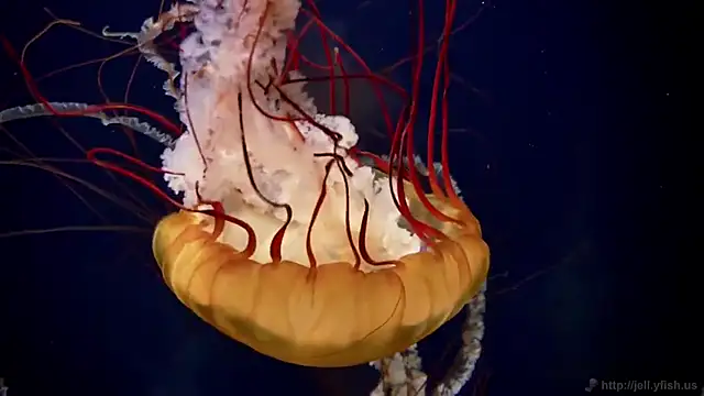 streamy test15 online show from February 2026 08:58:02 AM