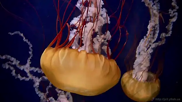 streamy test15 online show from March 2026 04:10:01 PM