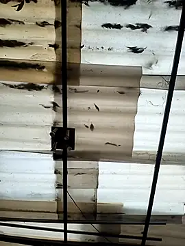 weedmanhot28 online show from September 2025 12:07:01 PM