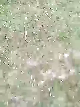 Snapshot of 88karan88 chatting on February 2025 11:20:02 AM 88karan88 online show from February 2025 11:20:02 AM