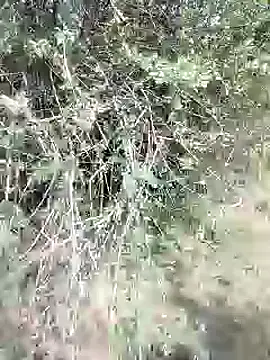 Snapshot of 88karan88 chatting on February 2025 09:04:02 AM 88karan88 online show from February 2025 09:04:02 AM