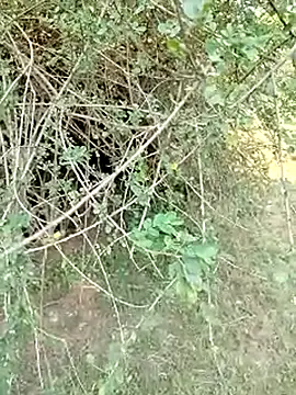 Snapshot of 88karan88 chatting on March 2025 10:24:02 AM 88karan88 online show from March 2025 10:24:02 AM