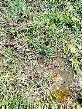 Snapshot of 88karan88 chatting on March 2025 11:22:02 AM 88karan88 online show from March 2025 11:22:02 AM