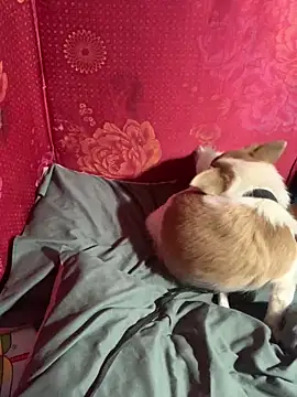 Snapshot of misu09 chatting on November 2025 09:55:02 AM misu09 online show from November 2025 09:55:02 AM