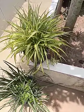 king cum  online show from February 2026 02:34:01 PM