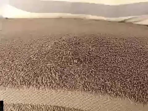 Snapshot of mikellwilliams10 chatting on March 2025 08:53:01 PM mikellwilliams10 online show from March 2025 08:53:01 PM