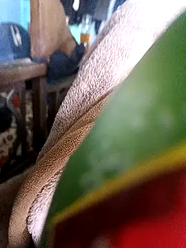 AssamSilchar93 online show from December 2024 07:36:02 AM