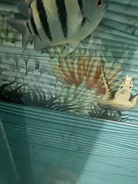 Mr joh online show from November 2025 06:02:02 AM