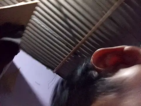 ardiente47 online show from January 2026 05:24:02 AM