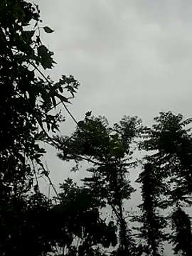 Snapshot of kumaricapalsex2 chatting on January 2025 04:20:01 AM kumaricapalsex2 online show from January 2025 04:20:01 AM