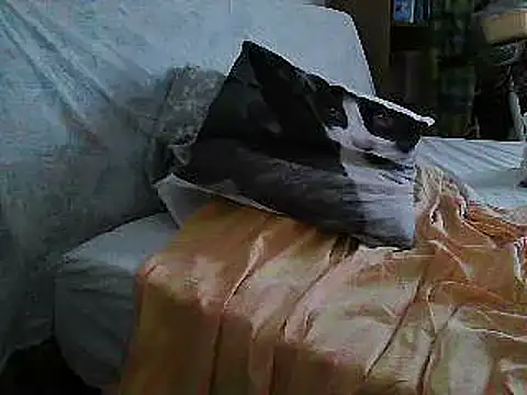 Snapshot of VeneRed chatting on July 2026 11:24:01 AM VeneRed online show from July 2026 11:24:01 AM