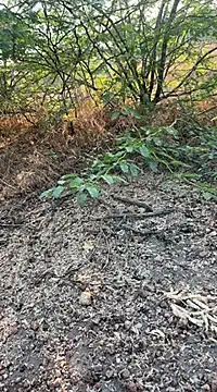 Snapshot of tamil000000 chatting on March 2025 01:56:01 AM tamil000000 online show from March 2025 01:56:01 AM