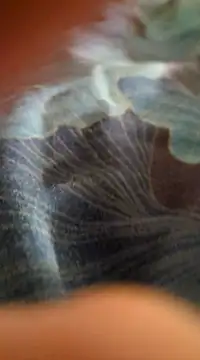 Snapshot of WelshXXX chatting on January 2025 10:26:02 PM WelshXXX online show from January 2025 10:26:02 PM