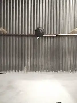 Solomen00 online show from December 2024 06:45:01 AM