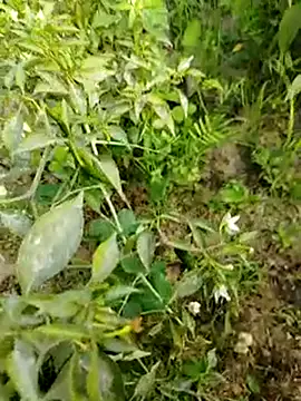 Snapshot of sweet_suman chatting on January 2025 10:38:01 AM sweet suman online show from January 2025 10:38:01 AM