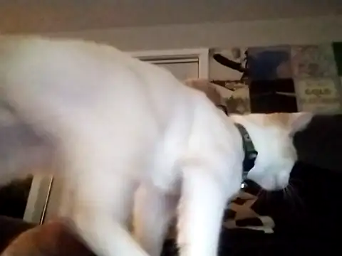 Snapshot of Futura_intx chatting on September 2025 01:17:02 AM Futura intx online show from September 2025 01:17:02 AM