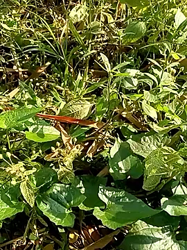 Rajat129 online show from January 2026 04:28:02 AM