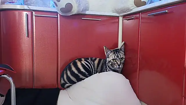 SquirtMilf00 online show from April 2026 03:17:01 AM