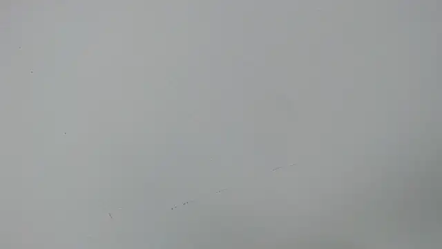 eladyrous98 online show from December 2025 02:01:02 PM