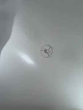 Desire-XOXOX online show from September 2025 10:41:01 AM