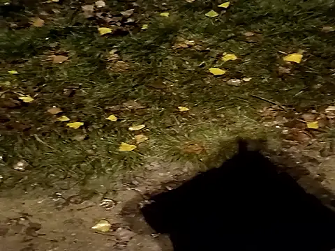 jvdzj-0  online show from October 2025 10:44:02 PM