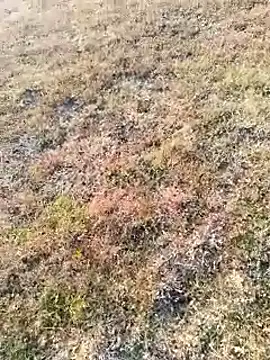 coocon2020 online show from November 2025 02:39:02 AM