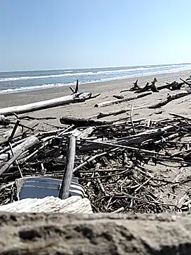 pegaso369 online show from March 2026 11:10:01 AM