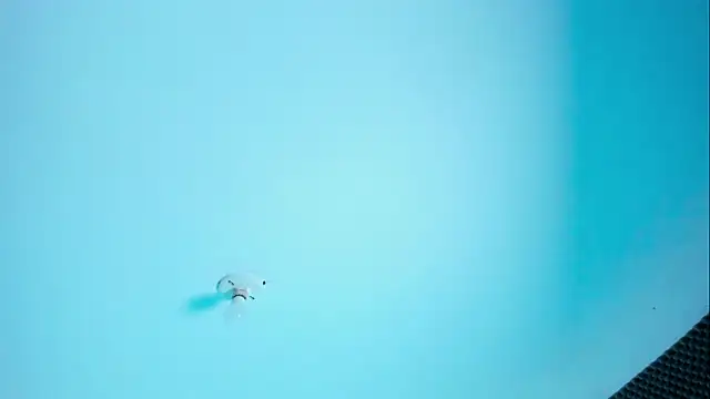 Im naho online show from March 2026 10:00:02 PM