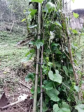 quynhkoolbae online show from March 2026 09:14:02 AM