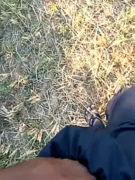 dolphiinn online show from April 2026 12:06:02 PM