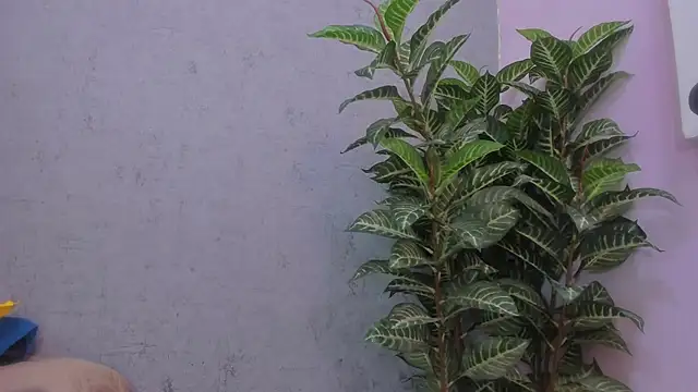 scarlett646 online show from November 2025 03:09:02 AM