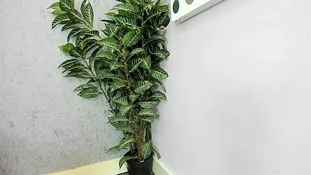 scarlett646 online show from February 2026 03:05:01 AM