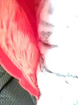 Hut rotu cute online show from January 2026 01:27:01 PM