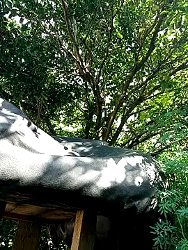 AlphaAlterX online show from December 2025 07:52:01 PM