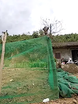 Tin tanny online show from February 2026 07:25:01 AM