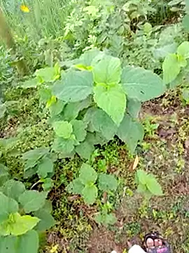 Snapshot of bigdaddyboy46 chatting on September 2025 01:27:02 AM bigdaddyboy46 online show from September 2025 01:27:02 AM