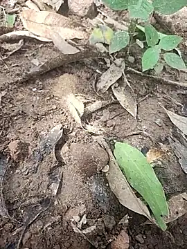 telugumodda4396 online show from October 2025 05:30:01 AM