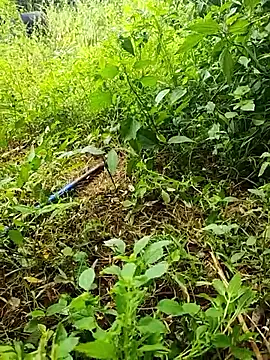 telugumodda4396 online show from October 2025 06:14:02 AM