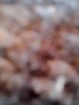 Snapshot of Rs_sonam chatting on February 2026 02:49:02 AM Rs sonam online show from February 2026 02:49:02 AM