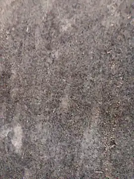 nagepalli online show from November 2025 03:31:02 AM