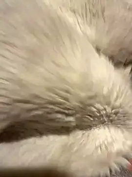 Jackoff2345 online show from October 2025 03:34:01 AM