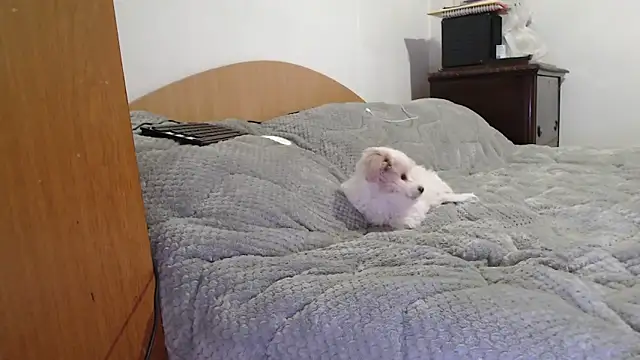 MissyDior8 online show from February 2026 09:59:01 AM