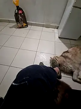 RITAEGIH online show from March 2026 08:04:02 PM