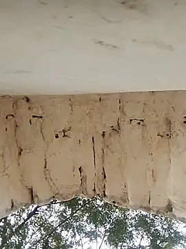 Xxx suhana online show from November 2025 07:54:01 AM