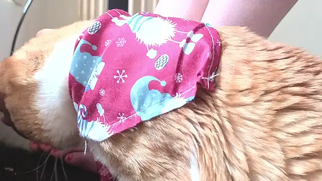 Feetbeth online show from March 2026 07:42:01 PM