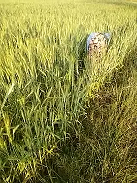 hornycouple20000 online show from February 2026 11:55:01 AM