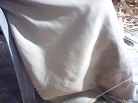 Futar8388 online show from January 2026 12:21:01 PM