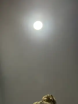 Angelicalove07 online show from March 2026 04:03:01 AM