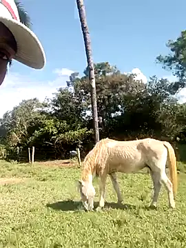 nego5628 online show from March 2026 06:12:02 PM